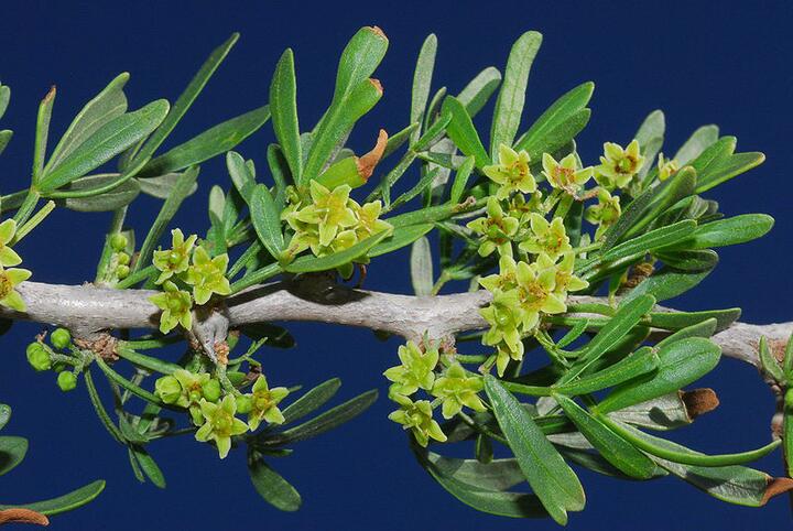 rhus pentaphylla